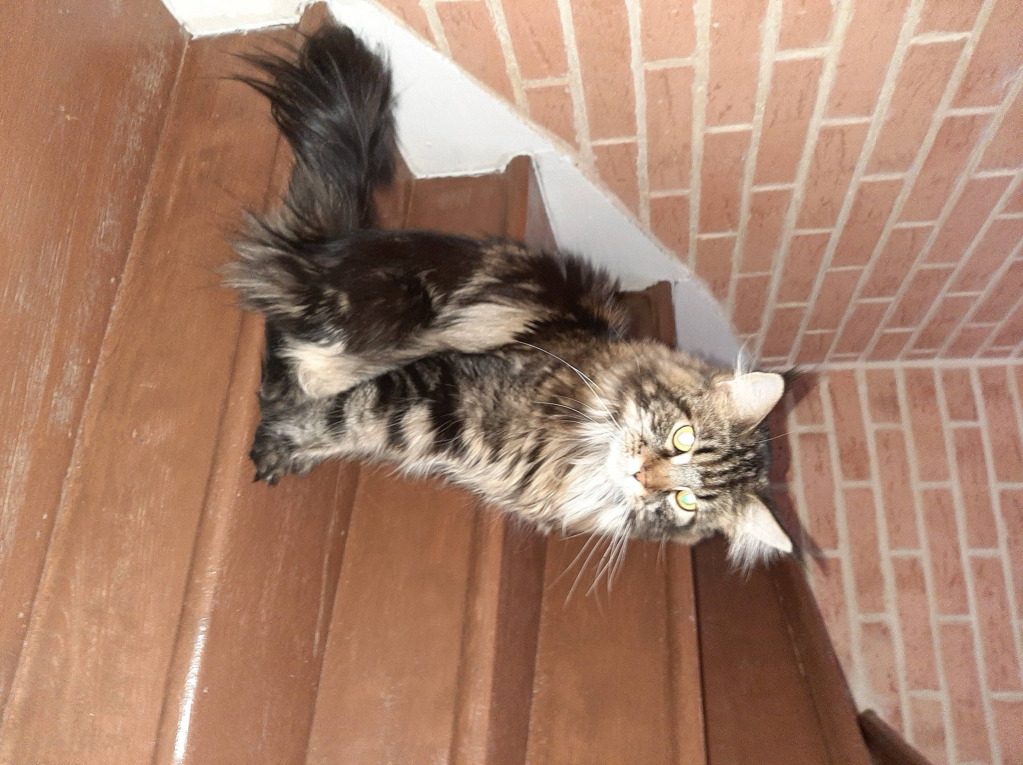 Sakura a rejoint le concours — aidez-le/la à gagner de superbes lots ! brick, carnivore, cat, claw, domestic_short_haired_cat, felidae, floor, flooring, fur, hardwood, paw, plant, small_to_medium_sized_cats, tail, terrestrial_animal, whiskers, window, wood