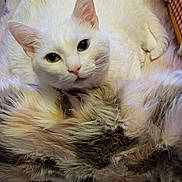 Chipie participe au concours pour gagner de l'argent avec cette photo : cat, white_cat, heterochromia, blue_eye, green_eye, furry_blanket, indoor, pet, animal, cute, fluffy, relaxed, looking_at_camera, soft_texture, cozy, floor, pink_nose, whiskers, ears, lying_down