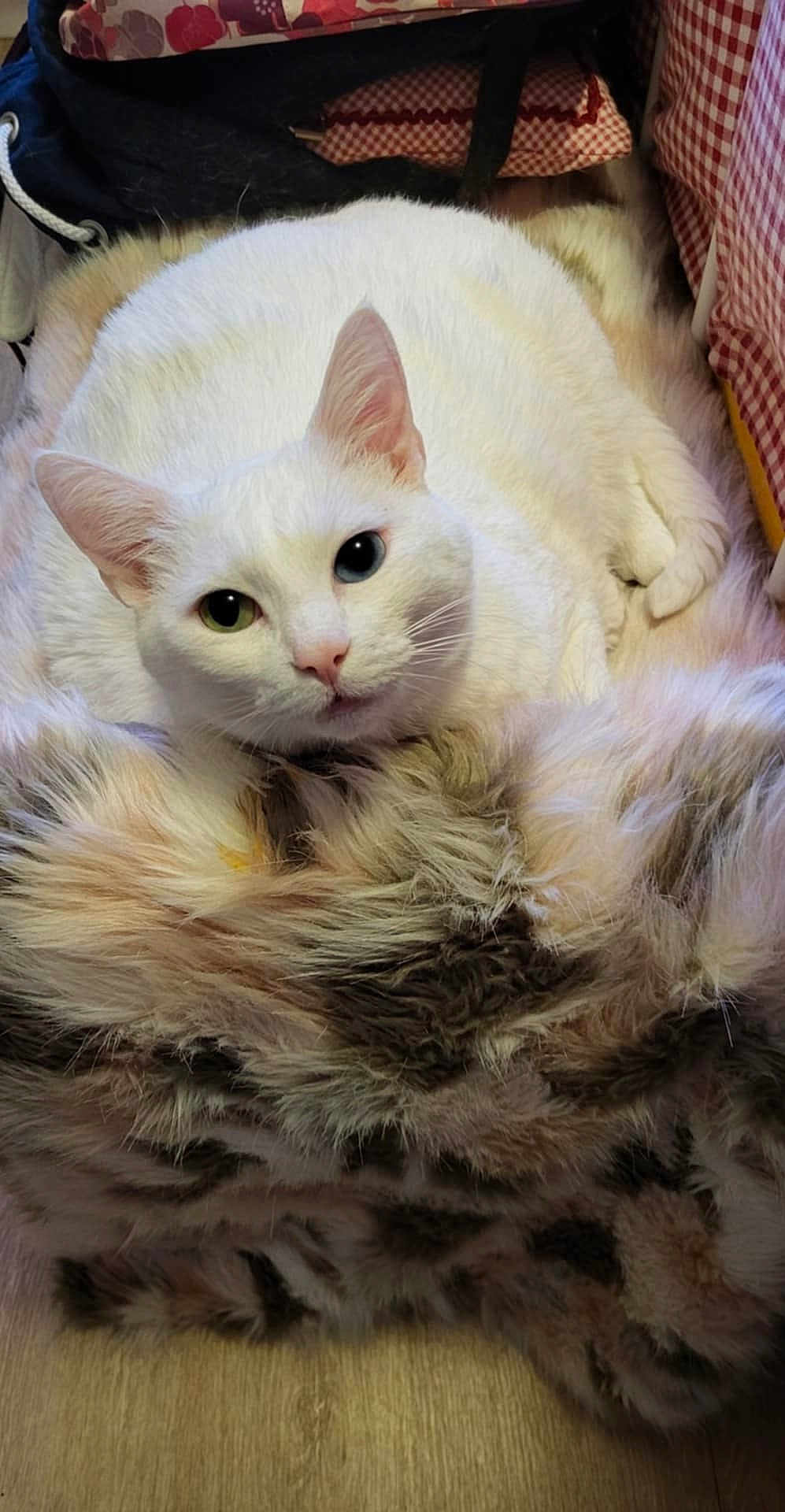 Chipie participe au concours pour gagner de l'argent avec cette photo : cat, white_cat, heterochromia, blue_eye, green_eye, furry_blanket, indoor, pet, animal, cute, fluffy, relaxed, looking_at_camera, soft_texture, cozy, floor, pink_nose, whiskers, ears, lying_down