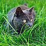cat, animal, grass, outdoor, nature, mammal, pet, feline, closeup, green, eyes, whiskers, stealth, alert, fur, wildlife, background_blur, daylight, predator, crouching