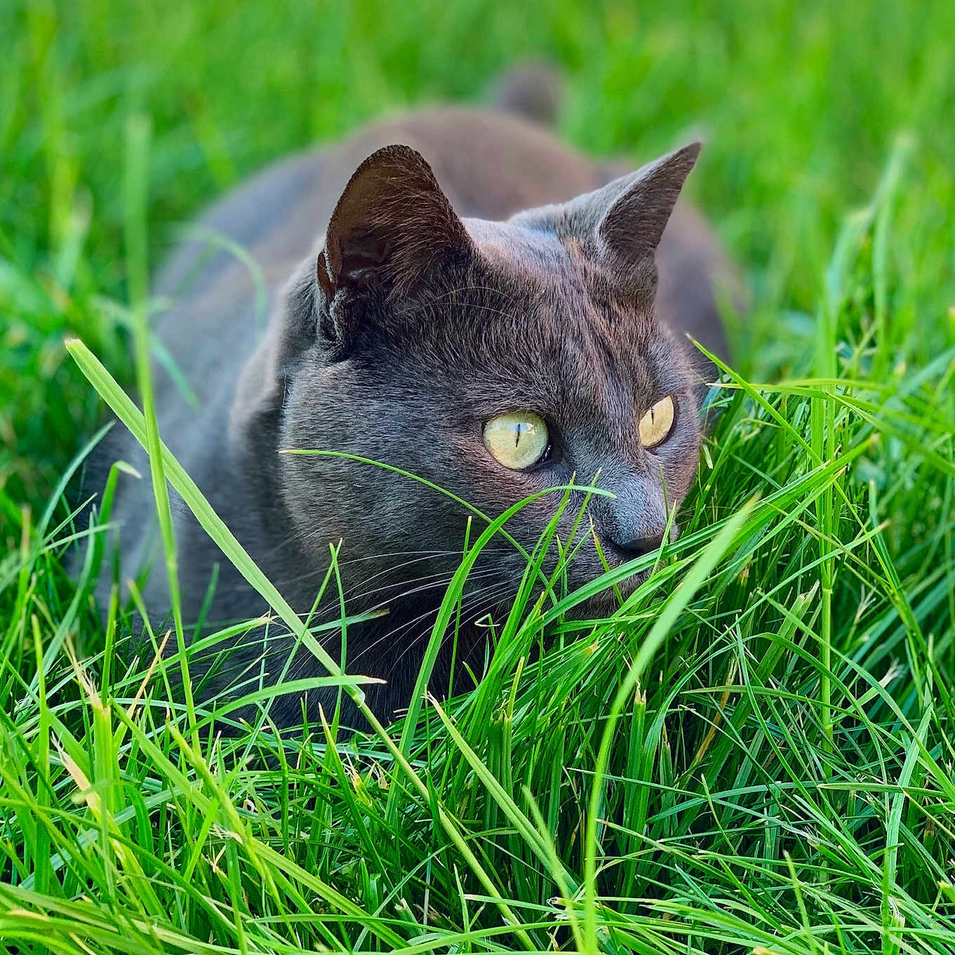 Loki participe au concours pour gagner de l'argent avec cette photo : alert, animal, background_blur, cat, closeup, crouching, daylight, eyes, feline, fur, grass, green, mammal, nature, outdoor, pet, predator, stealth, whiskers, wildlife