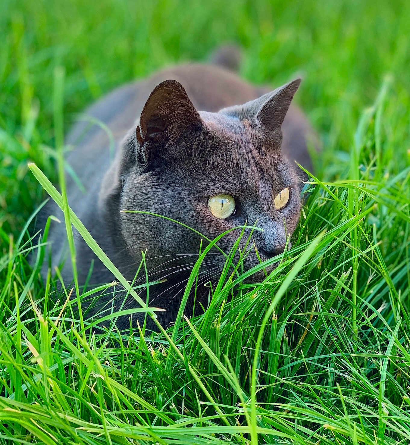 Loki participe au concours pour gagner de l'argent avec cette photo : cat, animal, grass, outdoor, nature, mammal, pet, feline, closeup, green, eyes, whiskers, stealth, alert, fur, wildlife, background_blur, daylight, predator, crouching