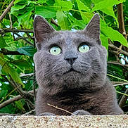Loki participe au concours pour gagner de l'argent avec cette photo : alert, animal, branches, cat, closeup, curious, cute, ears, feline, gray_cat, green_eyes, leaves, mammal, nature, outdoor, pet, portrait, stone_ledge, whiskers, wildlife