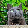 cat, gray_cat, green_eyes, animal, pet, outdoor, nature, leaves, branches, stone_ledge, curious, closeup, feline, whiskers, ears, portrait, mammal, wildlife, alert, cute