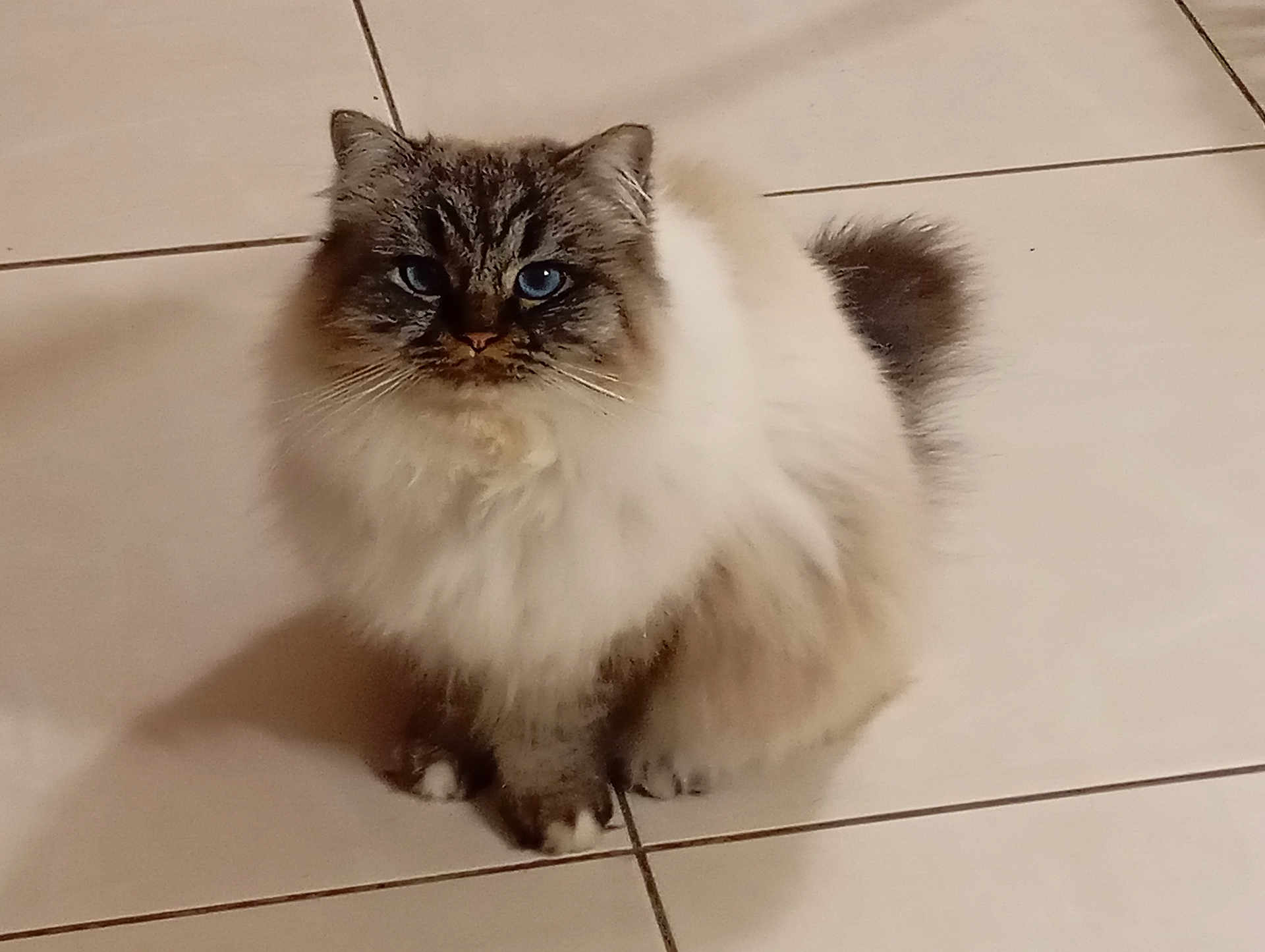 Ulysse a rejoint le concours — aidez-le/la à gagner de superbes lots ! animal, blue_eyes, cat, cute, domestic_cat, feline, fluffy, fur, house_pet, indoor, looking_at_camera, mammal, paws, pet, portrait, sitting, tabby, tail, tile_floor, whiskers