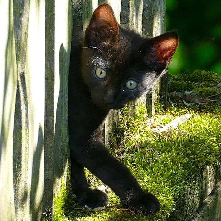 Pablo