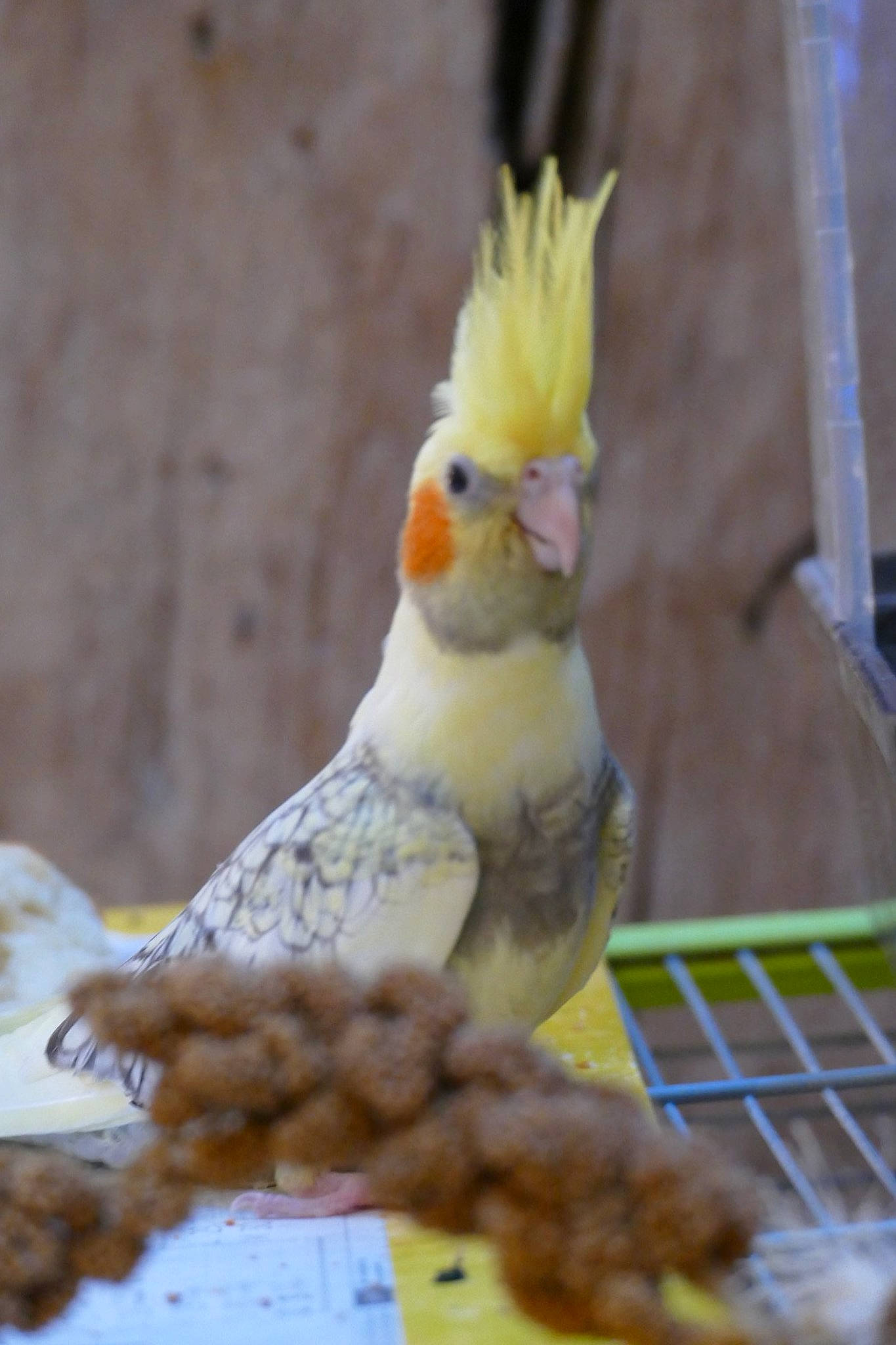 Kikkik participe au concours pour gagner de l'argent avec cette photo : adaptation, beak, bird, bird_supply, cage, cockatiel, cockatoo, comb, feather, parakeet, parrot, pet_supply, sulphur_crested_cockatoo, tail, vertebrate, wing