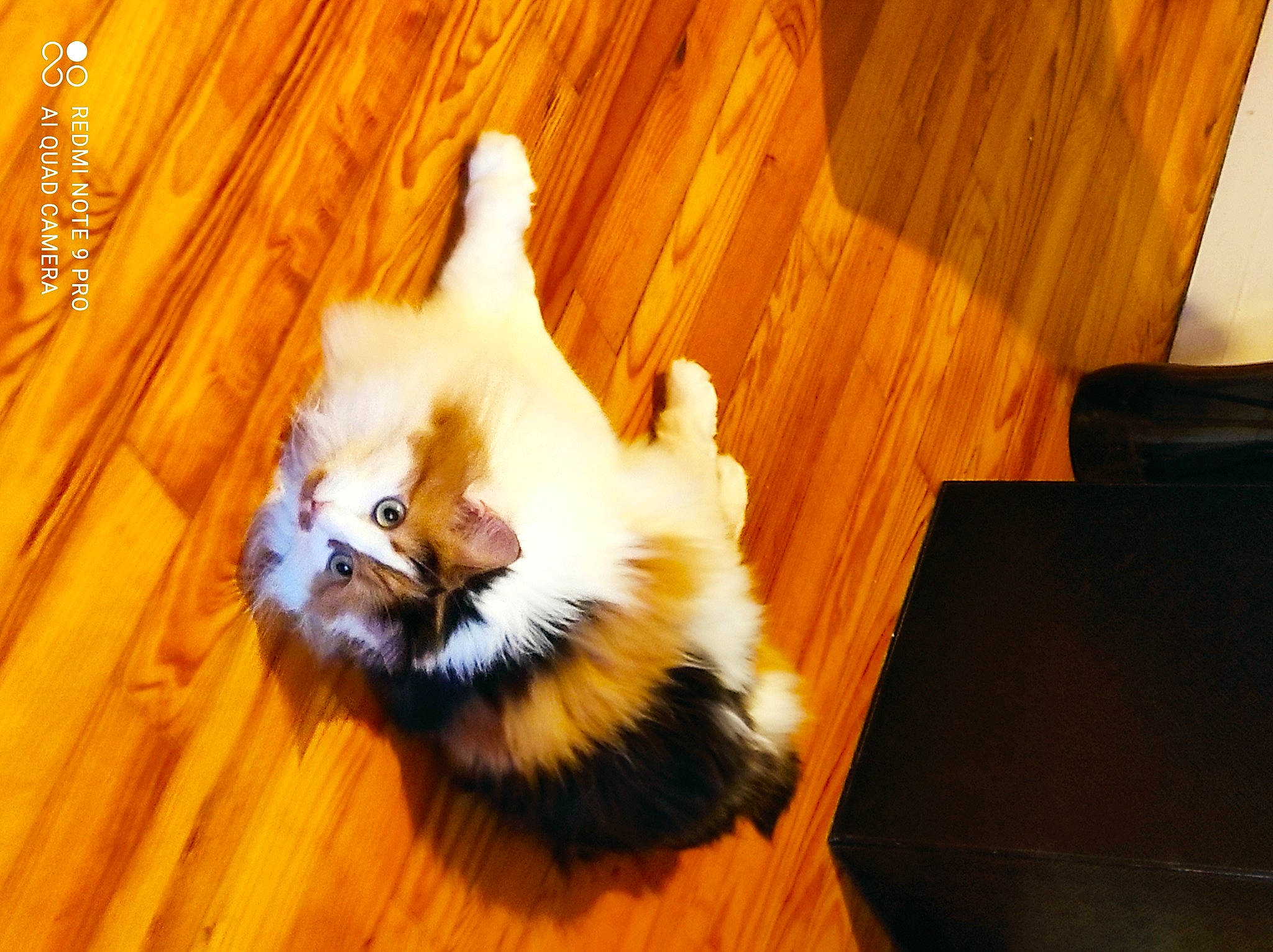 Pépite a rejoint le concours — aidez-le/la à gagner de superbes lots ! carnivore, cat, claw, companion_dog, dog_breed, felidae, floor, flooring, fur, hardwood, laminate_flooring, paw, room, small_to_medium_sized_cats, tail, varnish, whiskers, wood, wood_flooring, wood_stain