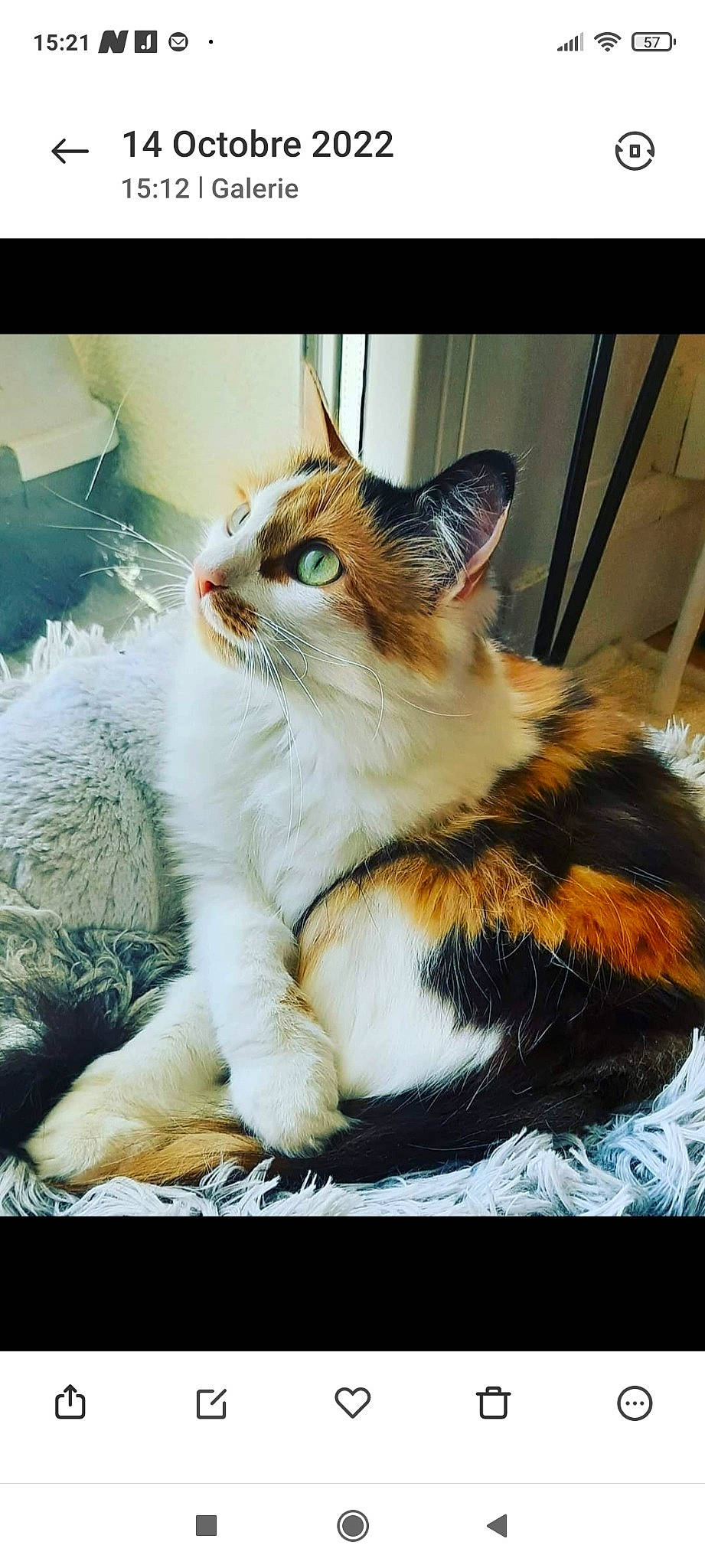 Pépite a rejoint le concours — aidez-le/la à gagner de superbes lots ! carnivore, cat, claw, domestic_short_haired_cat, felidae, fur, grass, happy, paw, photo_caption, photography, rectangle, sitting, small_to_medium_sized_cats, snout, stock_photography, tail, whiskers