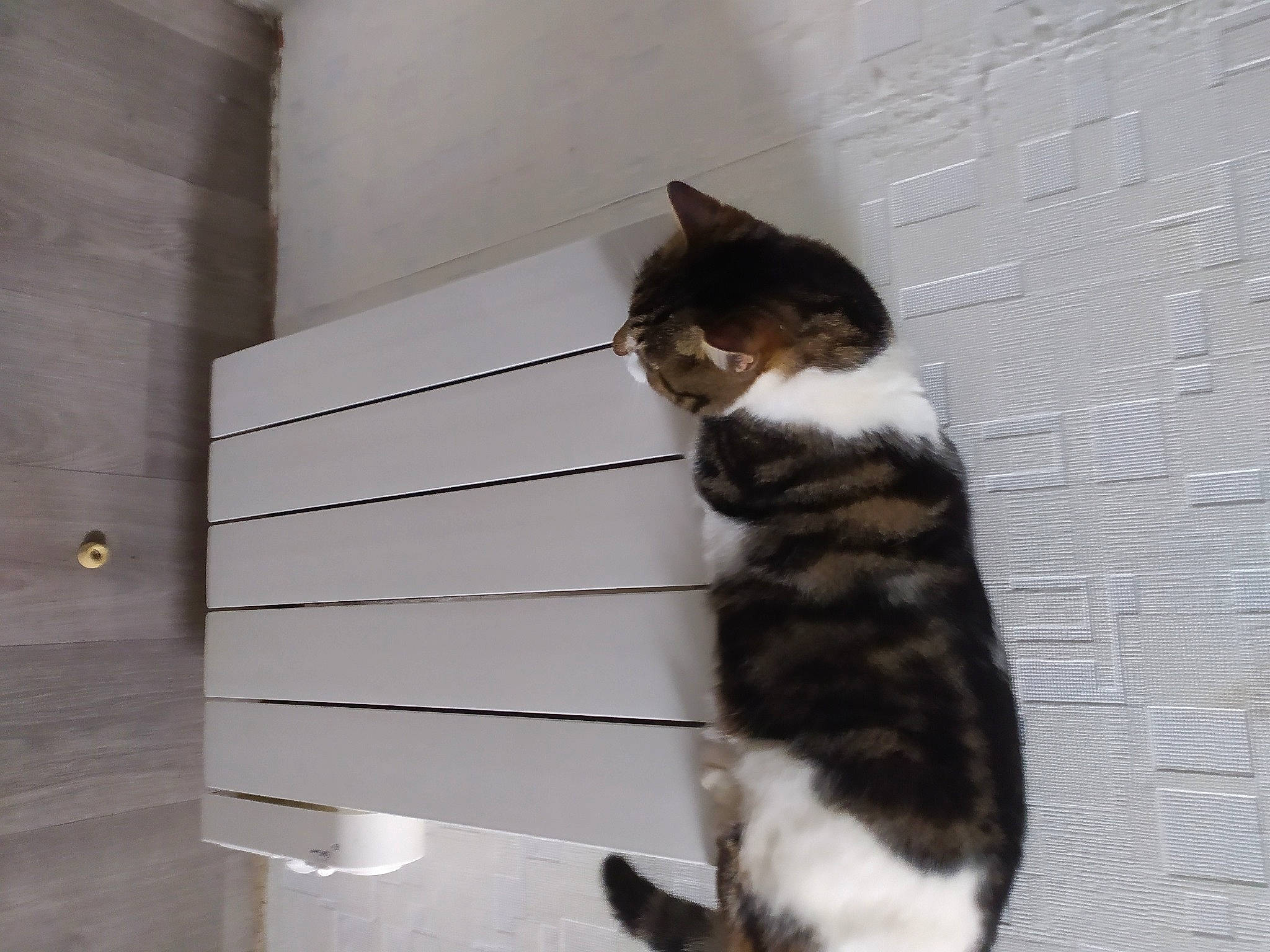 Olive a rejoint le concours — aidez-le/la à gagner de superbes lots ! carnivore, cat, domestic_short_haired_cat, felidae, flooring, fur, hardwood, paw, pet_supply, room, small_to_medium_sized_cats, snout, stairs, tail, terrestrial_animal, whiskers, wood