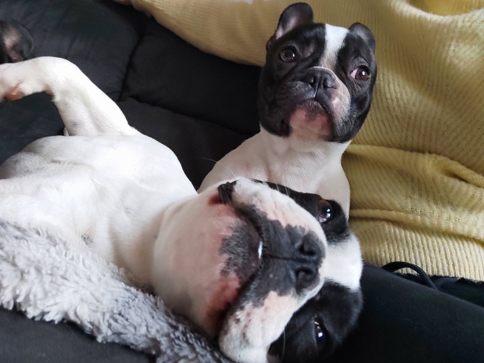 Miya a rejoint le concours — aidez-le/la à gagner de superbes lots ! bored, boston_terrier, bulldog, canidae, carmine, carnivore, comfort, companion_dog, couch, dog, dog_breed, ear, fawn, paw, snout, sporting_group, toy_dog, whiskers, working_animal, wrinkle