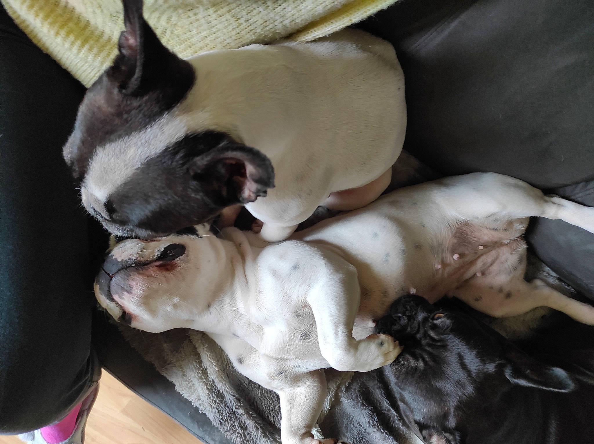 Miya participe au concours pour gagner de l'argent avec cette photo : bored, bulldog, canidae, carnivore, comfort, companion_dog, dog, dog_breed, fawn, felidae, nap, non_sporting_group, paw, puppy, snout, sporting_group, terrestrial_animal, toy_dog, whiskers, working_animal