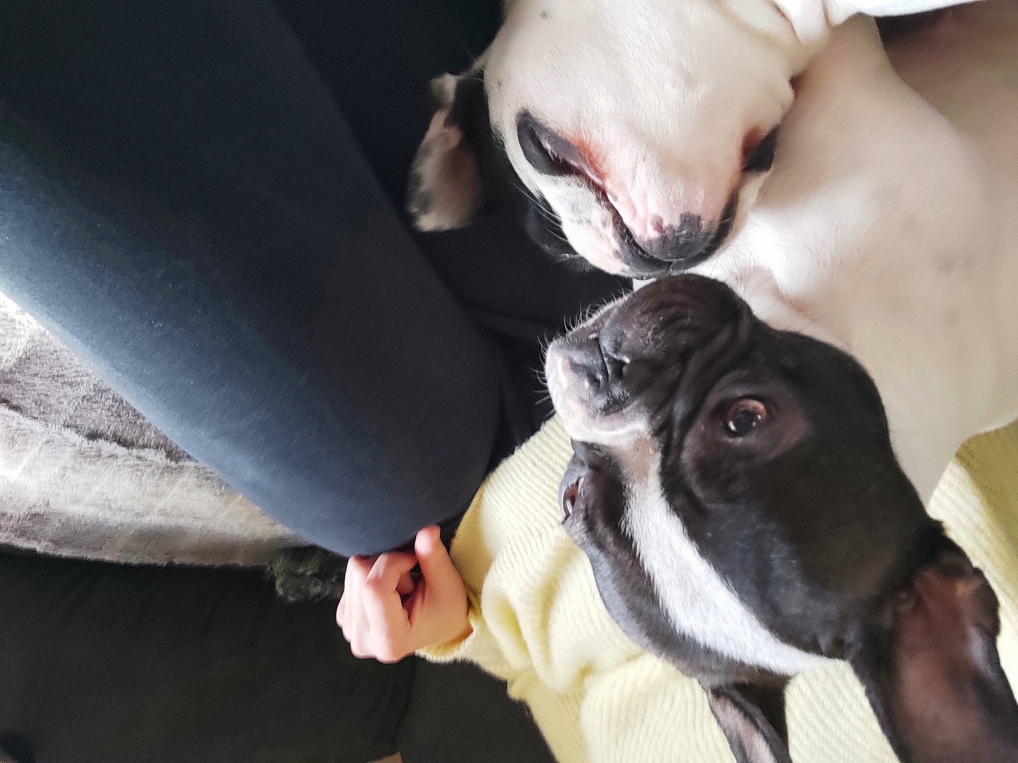 Miya a rejoint le concours — aidez-le/la à gagner de superbes lots ! boston_terrier, canidae, carnivore, collar, comfort, companion_dog, dog, dog_breed, dog_collar, ear, fawn, gesture, jaw, paw, puppy_love, snout, sporting_group, toy_dog, whiskers, working_animal