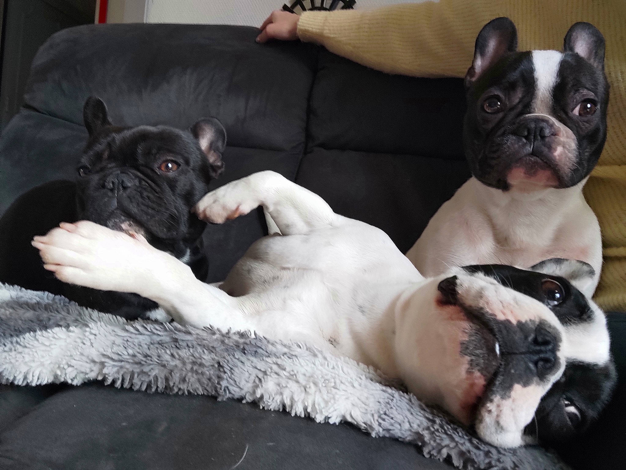 Miya participe au concours pour gagner de l'argent avec cette photo : bored, boston_terrier, canidae, carnivore, comfort, companion_dog, couch, dog, dog_breed, ear, fawn, fur, mammal, organ, sitting, snout, sporting_group, vertebrate, whiskers, working_animal