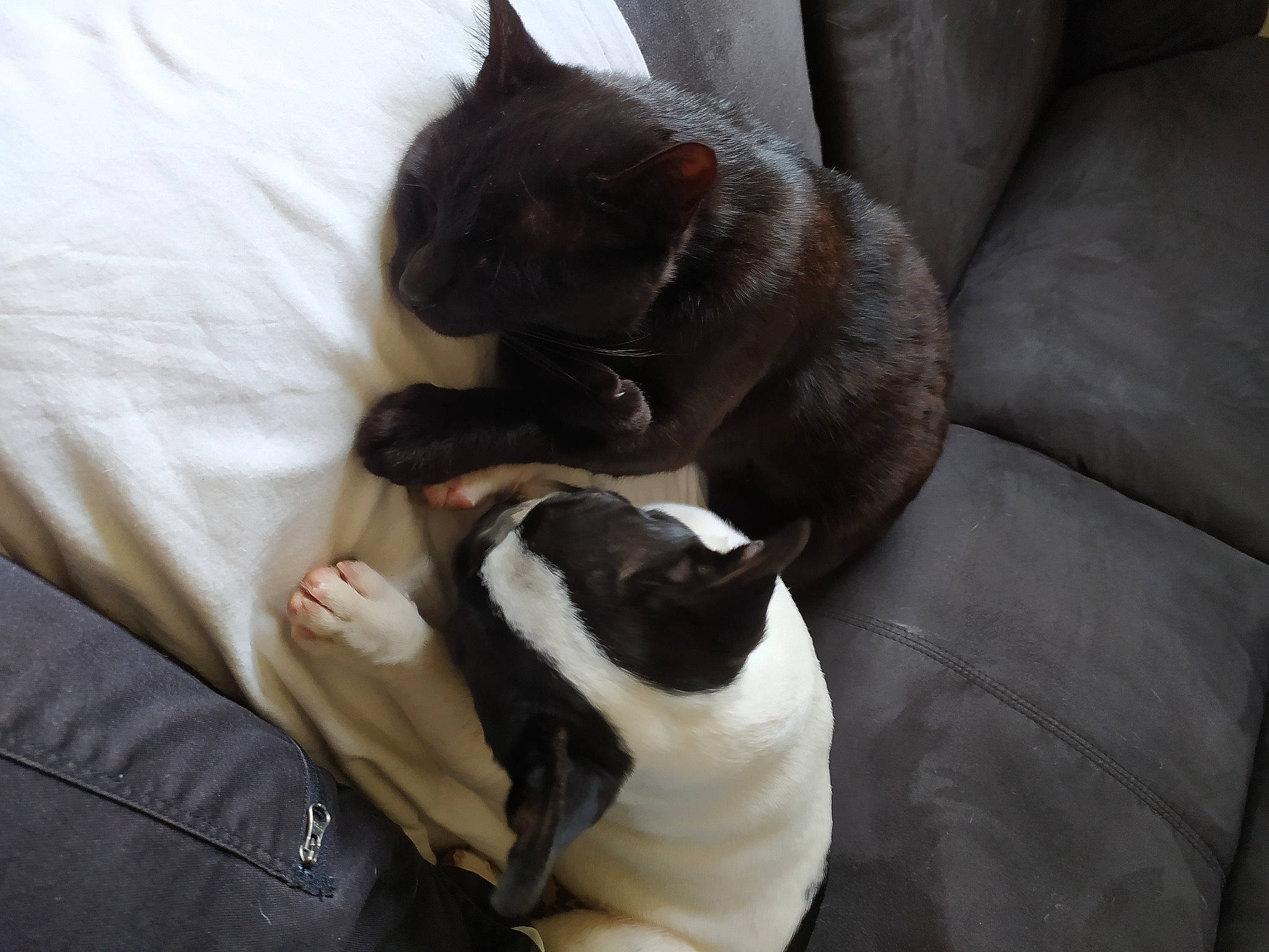 Salem a rejoint le concours — aidez-le/la à gagner de superbes lots ! carnivore, cat, comfort, companion_dog, couch, dog_breed, domestic_short_haired_cat, fawn, felidae, fur, grey, human_leg, leg, linens, living_room, paw, small_to_medium_sized_cats, snout, tail, whiskers