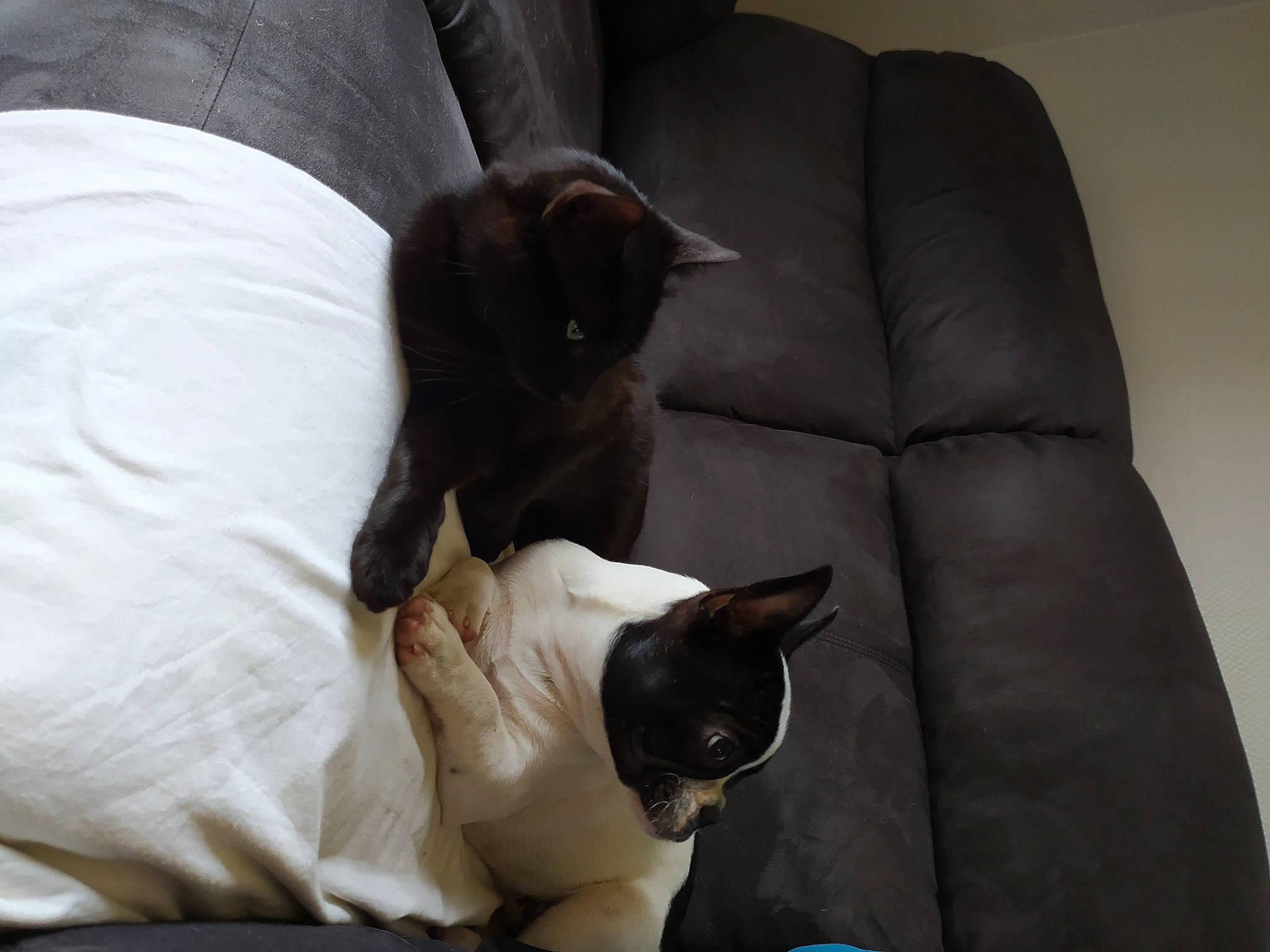 Salem a rejoint le concours — aidez-le/la à gagner de superbes lots ! black_cat, carnivore, cat, comfort, companion_dog, couch, dog_breed, domestic_short_haired_cat, fawn, felidae, fur, furniture, grey, hardwood, human_leg, linens, small_to_medium_sized_cats, tail, thai, whiskers