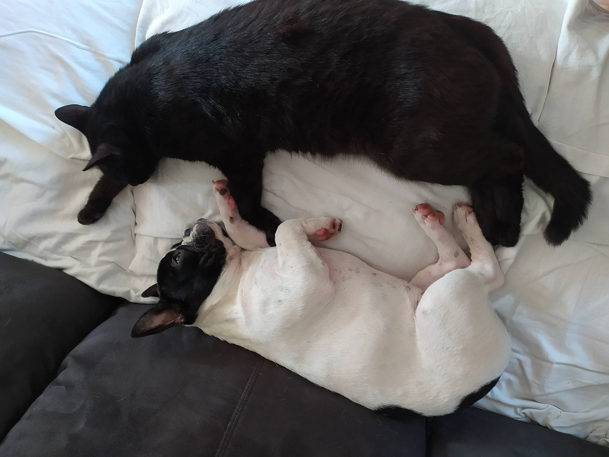 Salem participe au concours pour gagner de l'argent avec cette photo : canidae, carnivore, claw, comfort, companion_dog, dog_breed, domestic_short_haired_cat, fawn, felidae, fur, linens, nap, paw, sleep, small_to_medium_sized_cats, snout, sporting_group, tail, terrestrial_animal, whiskers