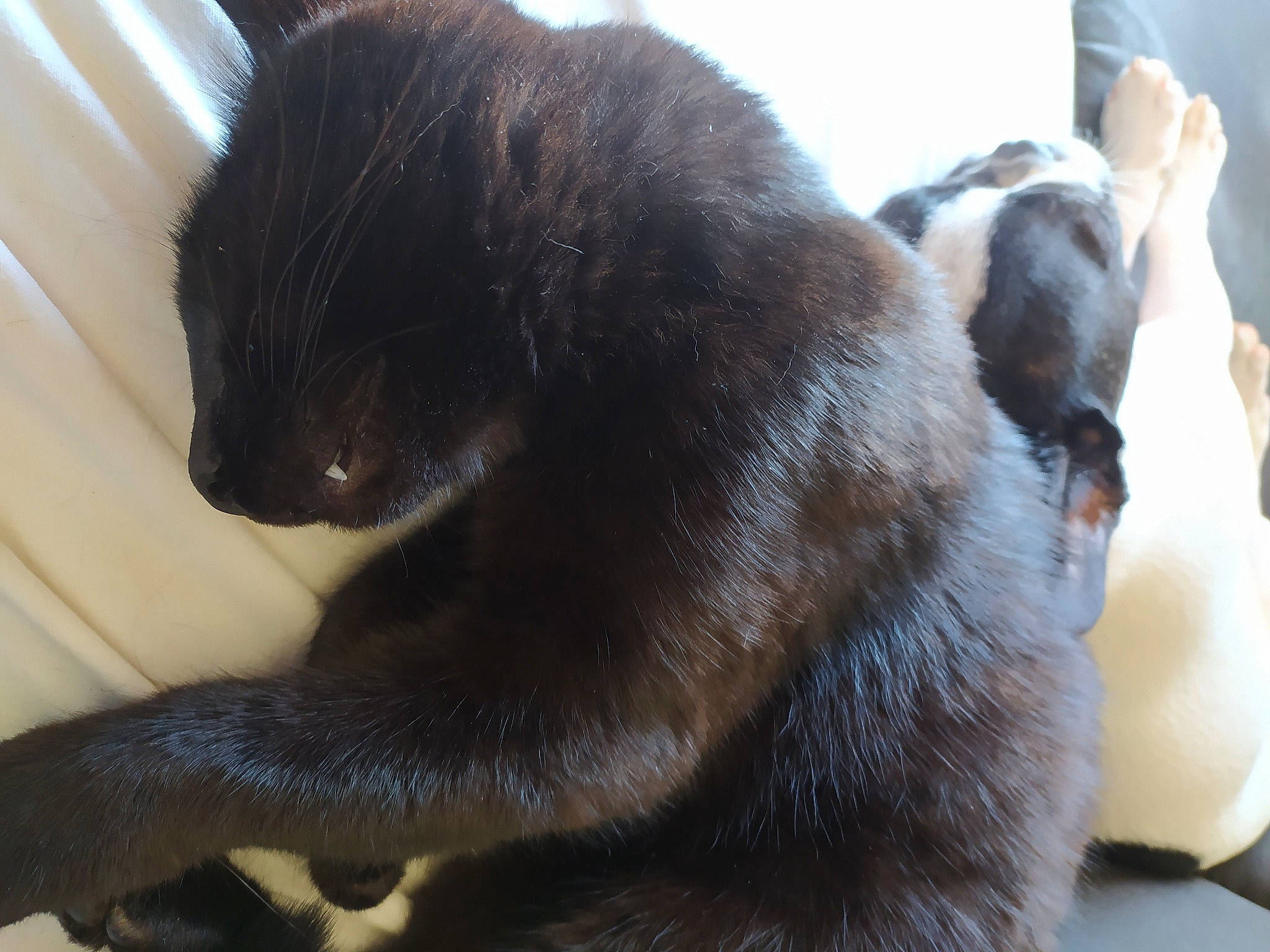 Salem a rejoint le concours — aidez-le/la à gagner de superbes lots ! black_cat, bombay, carnivore, cat, claw, comfort, domestic_short_haired_cat, ear, fawn, felidae, fur, nap, paw, small_to_medium_sized_cats, snout, tail, terrestrial_animal, whiskers