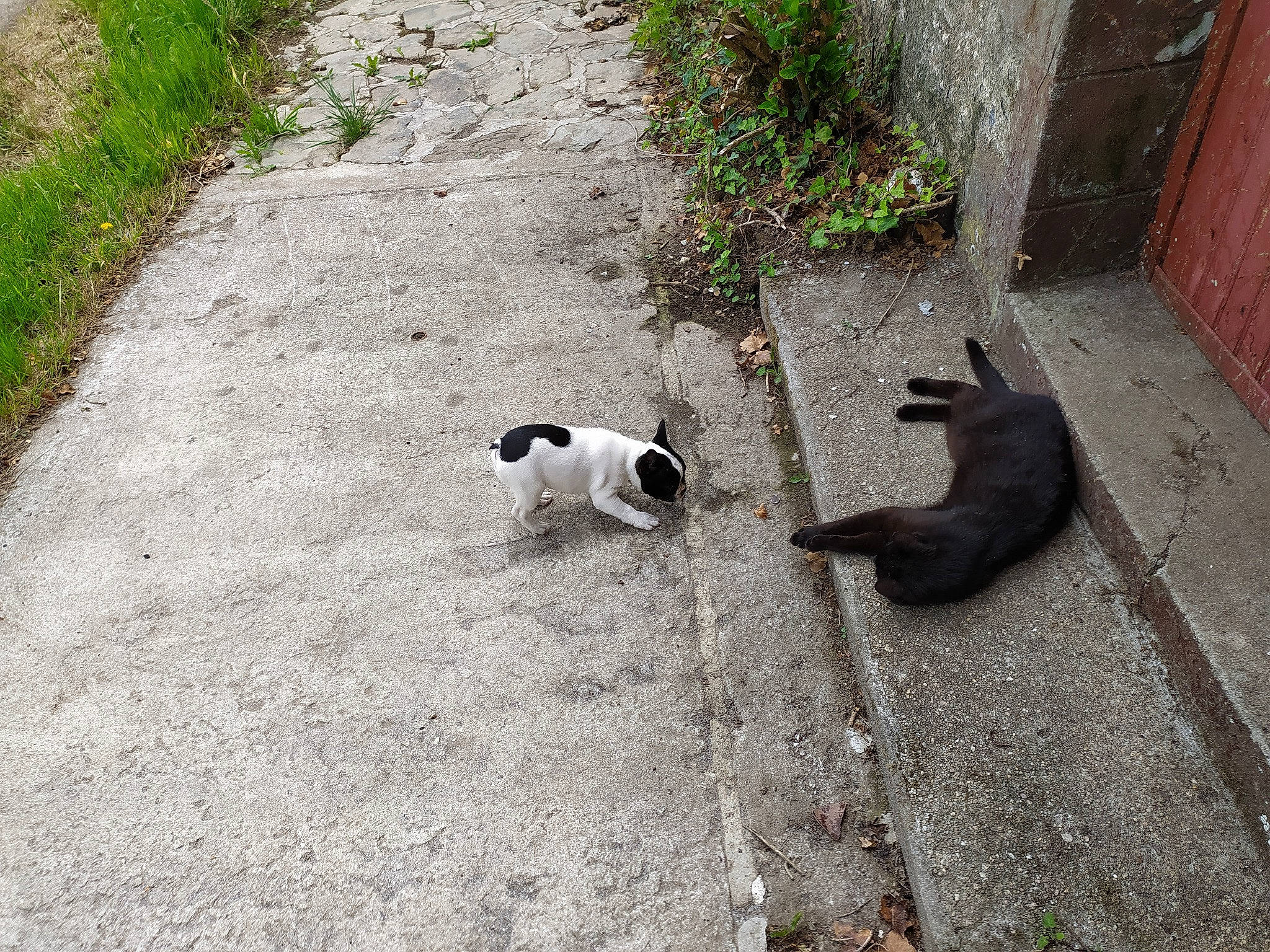 Eden a rejoint le concours — aidez-le/la à gagner de superbes lots ! asphalt, canidae, carnivore, cat, companion_dog, dog_breed, felidae, fur, grass, groundcover, plant, road_surface, shadow, sidewalk, small_to_medium_sized_cats, snout, sporting_group, tail, terrestrial_animal, whiskers