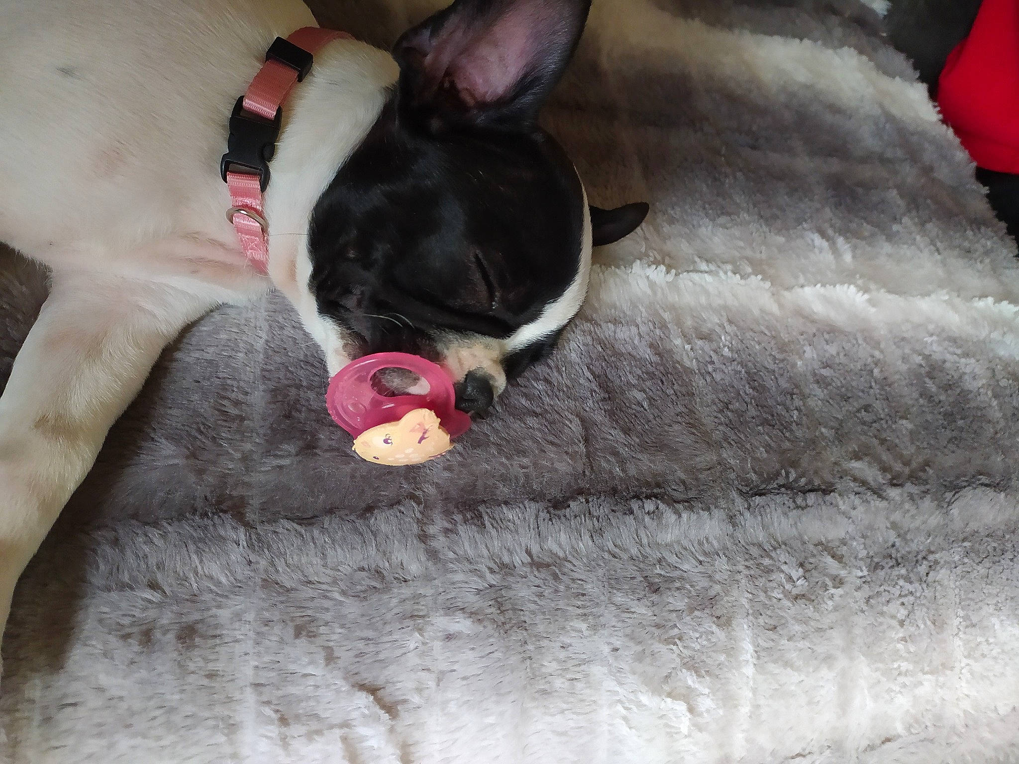 Eden participe au concours pour gagner de l'argent avec cette photo : boston_terrier, carnivore, collar, comfort, companion_dog, dog, dog_breed, ear, fawn, grey, linens, mammal, paw, snout, sporting_group, tail, toy_dog, vertebrate, whiskers, working_animal