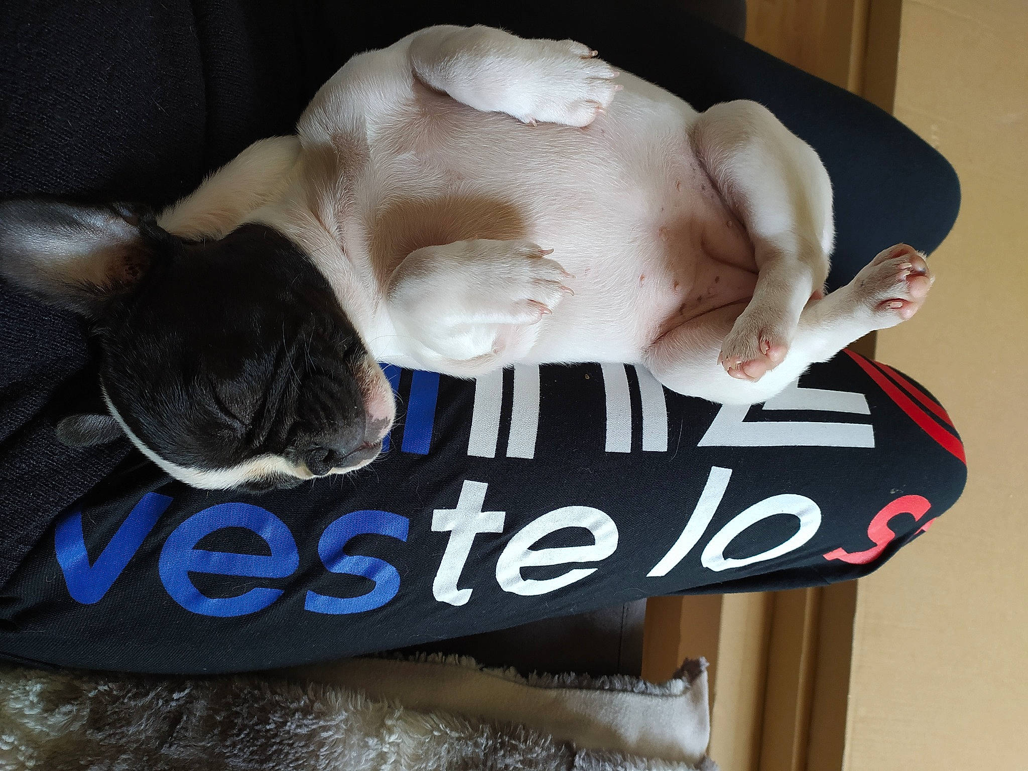 Eden a rejoint le concours — aidez-le/la à gagner de superbes lots ! advertising, art, barechested, bone, carmine, chest, fashion_accessory, flesh, font, fur, gesture, head, human_leg, jaw, personal_protective_equipment, snout, thigh