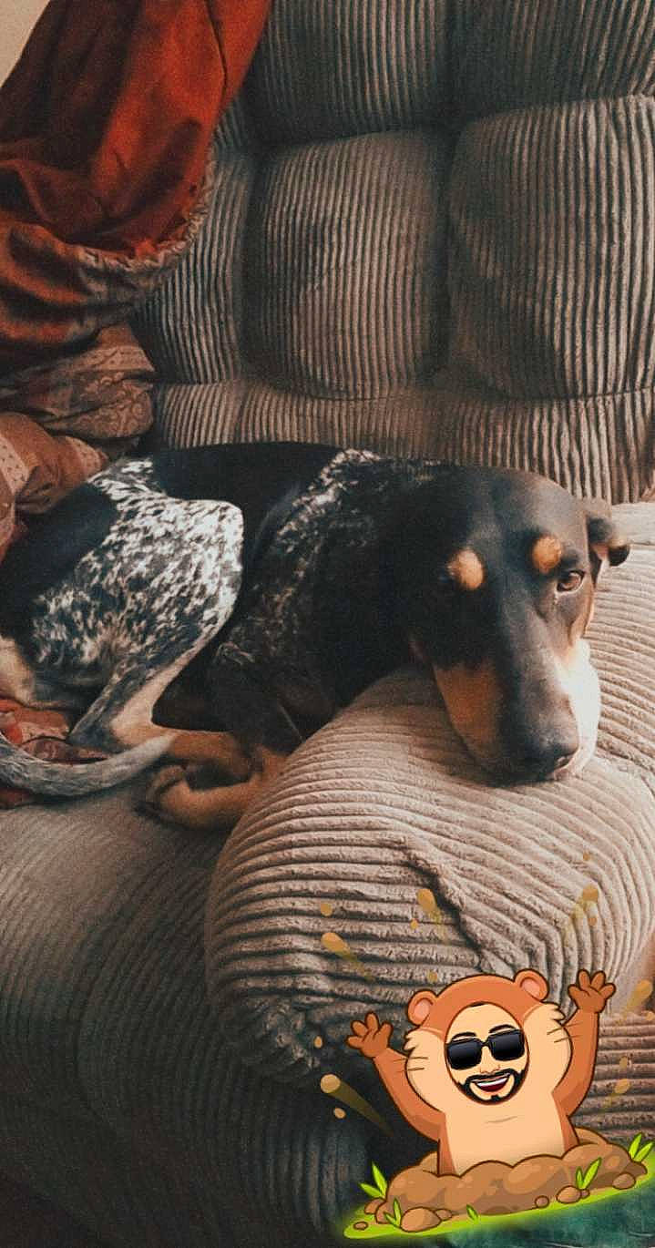 Daisy is registered to the contest to win money with this photo: beer, calabaza, canidae, carnivore, comfort, companion_dog, dog, dog_breed, dog_supply, fawn, flooring, fur, grey, pinscher, sitting, snout, sporting_group, studio_couch, toy_dog, working_animal