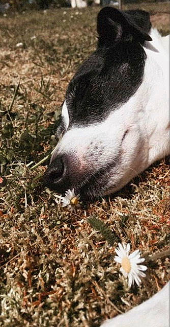 Prince participe au concours pour gagner de l'argent avec cette photo : carnivore, dog, dog_breed, domestic_pig, fur, grass, livestock, monochrome_photography, non_sporting_group, petal, plant, snout, soil, suidae, terrestrial_animal, twig, whiskers, wood, working_animal