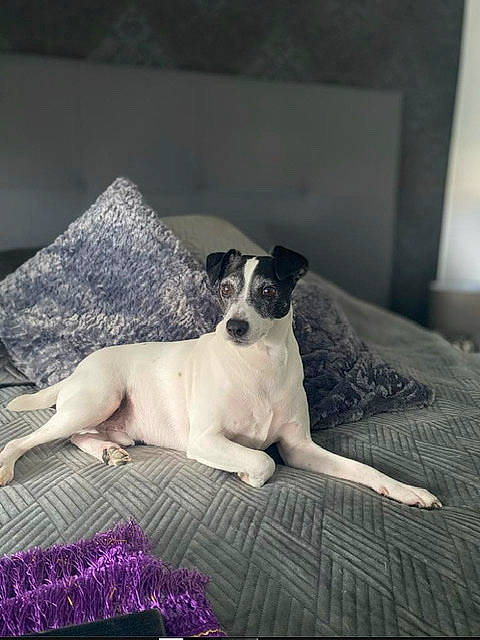 Prince a rejoint le concours — aidez-le/la à gagner de superbes lots ! art, bedding, canidae, carnivore, comfort, companion_dog, couch, dog, dog_breed, grey, linens, non_sporting_group, painting, paw, room, sporting_group, terrestrial_animal, terrier, toy_dog, working_animal