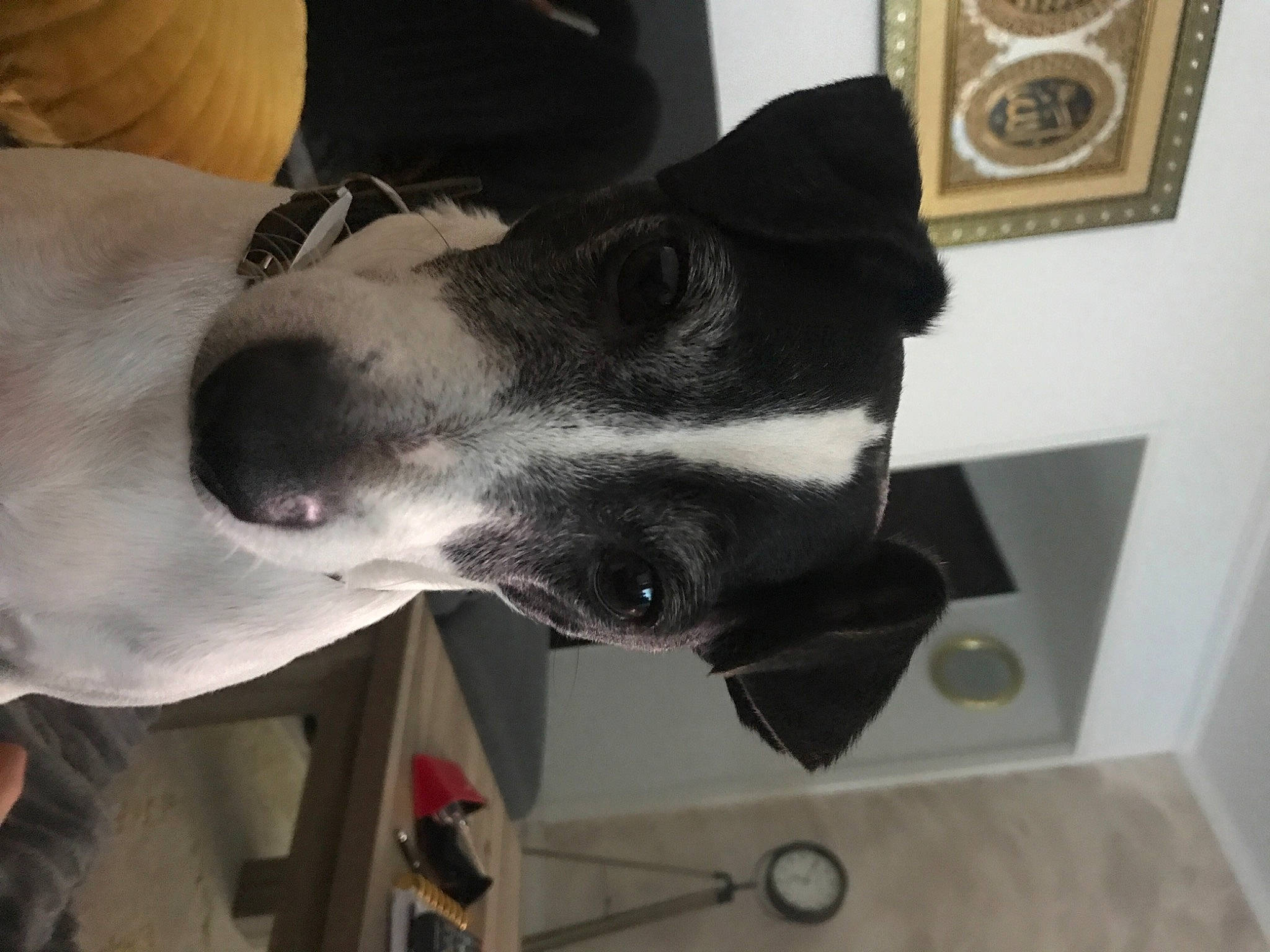 Prince participe au concours pour gagner de l'argent avec cette photo : canidae, carnivore, collar, companion_dog, dog, dog_breed, dog_collar, ear, fawn, guard_dog, jaw, metal, non_sporting_group, personal_protective_equipment, pet_supply, picture_frame, snout, sporting_group, whiskers, working_animal