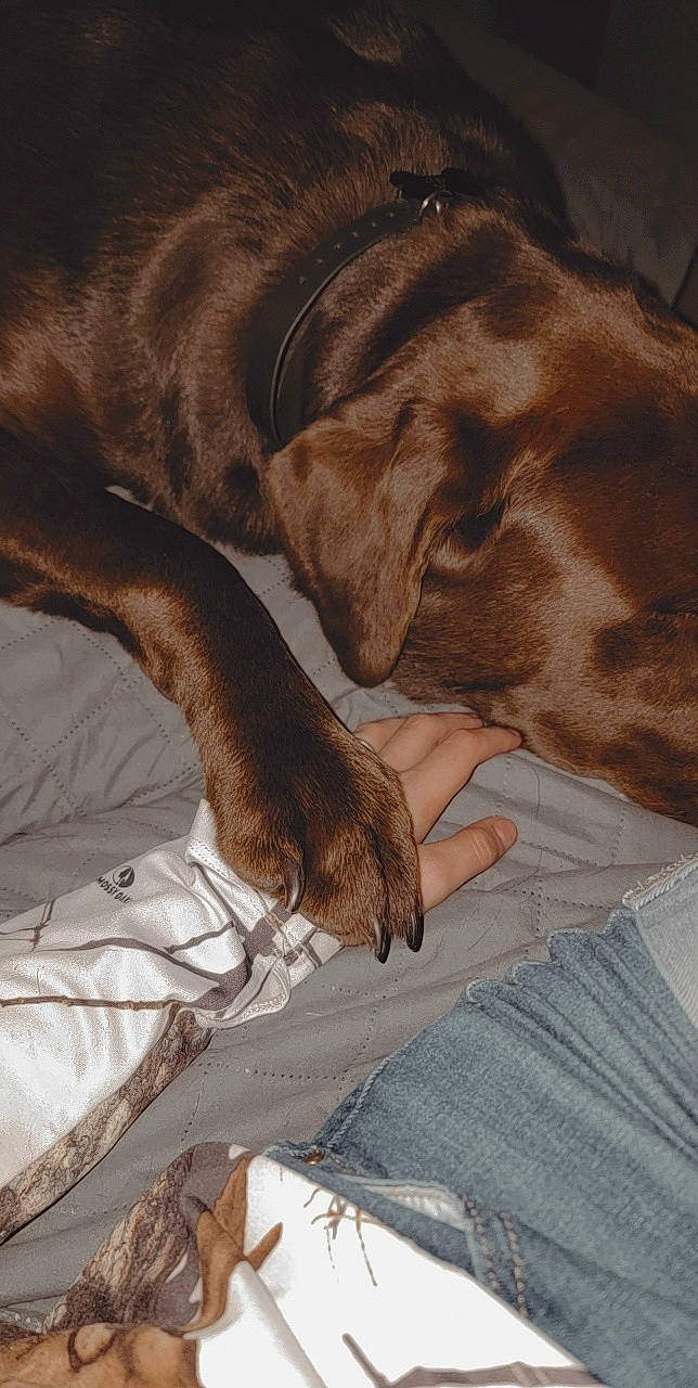 Chubbs joined the competition — help win amazing prizes! brown, carnivore, comfort, companion_dog, denim, dog, dog_breed, fawn, fur, gesture, grey, human_leg, jeans, linens, liver, nap, sporting_group, tints_and_shades, working_animal, wrinkle