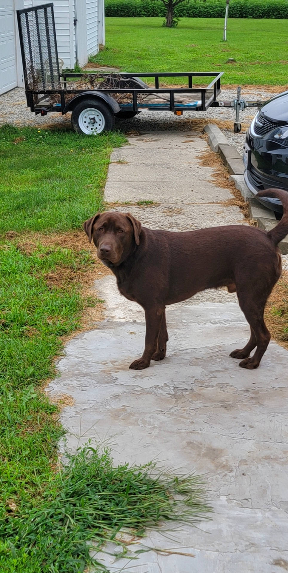 Chubbs joined the competition — help win amazing prizes! automotive_exterior, bench, carnivore, collar, companion_dog, dog, dog_breed, dog_collar, fawn, gun_dog, liver, motor_vehicle, road_surface, sporting_group, tail, tire, vehicle, vehicle_registration_plate, wheel, working_animal