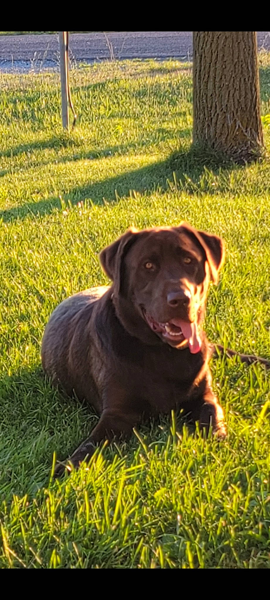 Chubbs is registered to the contest to win money with this photo: agriculture, canidae, carnivore, companion_dog, dog, dog_breed, dog_collar, eye, fawn, grass, grassland, groundcover, gun_dog, liver, plant, retriever, snout, sporting_group, tree, working_animal