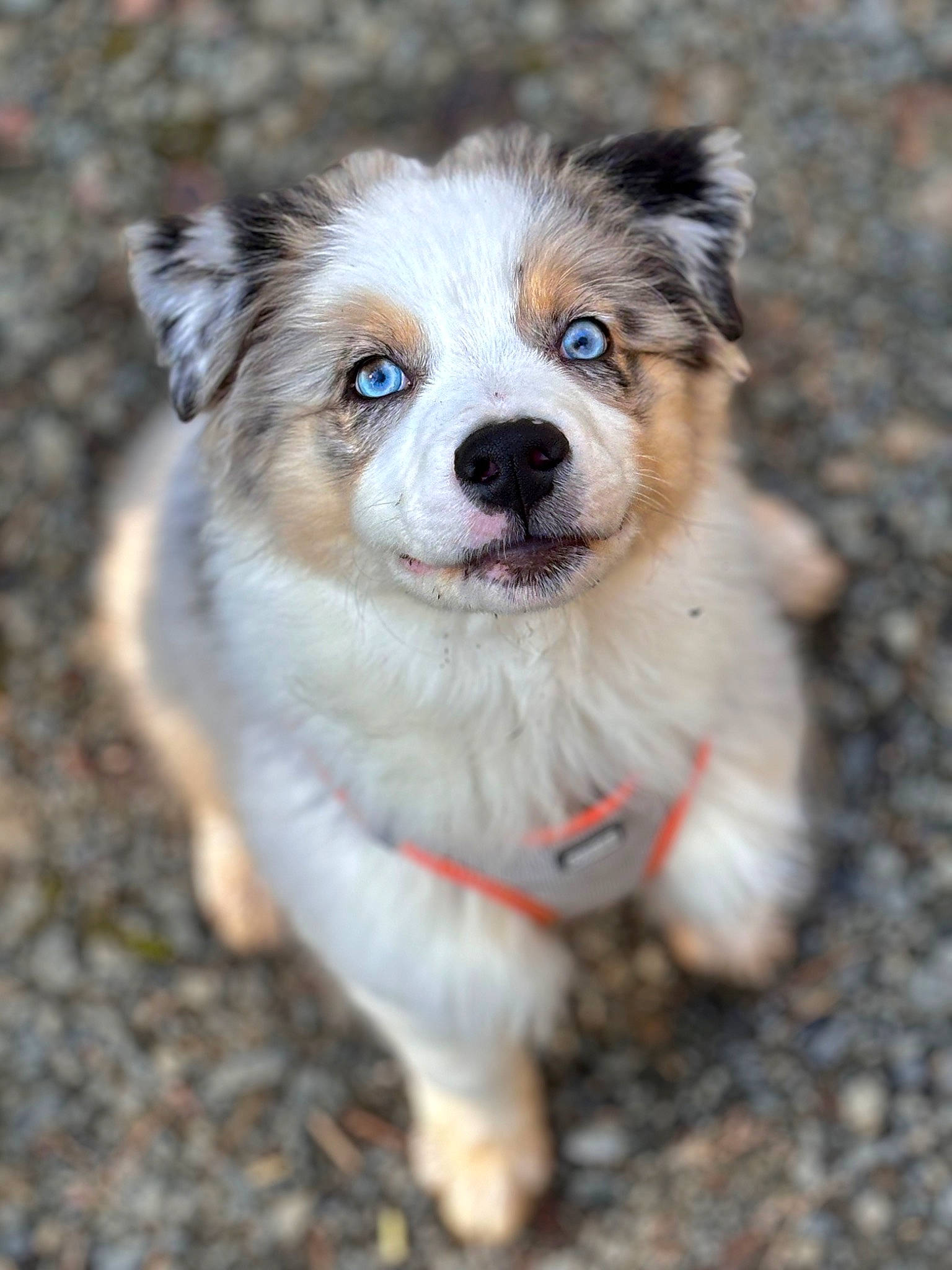 Ubbe a rejoint le concours — aidez-le/la à gagner de superbes lots ! ancient_dog_breeds, canidae, carnivore, collar, companion_dog, dog, dog_breed, fawn, fur, grass, plant, snout, sporting_group, terrestrial_animal, whiskers, wildlife, working_animal, working_dog