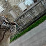 Cannelle a rejoint le concours — aidez-le/la à gagner de superbes lots ! cat, close_up, side_profile, whiskers, fur, outdoor, stone_wall, greenery, curious, animal, pet, mammal, nature, daylight, eyes, portrait, feline, soft_focus, background, focus