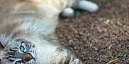 Cannelle a rejoint le concours — aidez-le/la à gagner de superbes lots ! cat, animal, pet, blue_eyes, fluffy, fur, outdoor, rocks, relaxed, laying_down, whiskers, nature, curious, mammal, closeup, portrait, paw, ground, daylight, cute