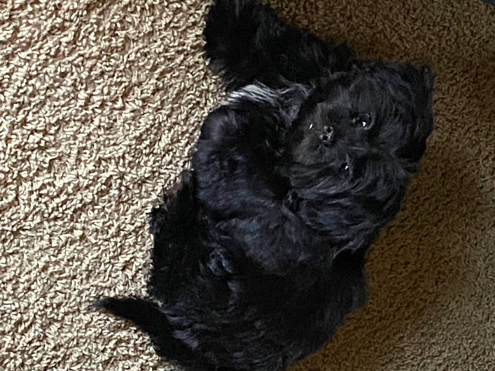 Midnight joined the competition — help win amazing prizes! affenpinscher, black, bolonka, canidae, carnivore, cavapoo, cockapoo, companion_dog, dog, dog_breed, pekapoo, poodle_crossbreed, puppy, schnoodle, shih_poo, sporting_group, terrier