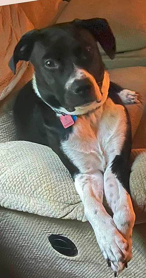 Zeppelin is registered to the contest to win money with this photo: borador, carnivore, collar, comfort, companion_dog, dog, dog_breed, dog_collar, dog_supply, fawn, fur, guard_dog, gun_dog, leash, paw, pointer, sporting_group, tail, whiskers, working_animal