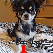 Bianca a rejoint le concours — aidez-le/la à gagner de superbes lots ! animal, bed, black_and_tan, blanket, canine, chihuahua, cute, dog, door, ears, fur, indoor, looking_at_camera, pet, puppy, red_arrow, small_dog, striped_bedding, text_overlay, wooden_dresser