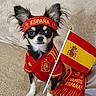 accessories, animal, black_and_tan, cheering, chihuahua, couch, cute, dog, fan_gear, flag, fur, headband, indoor, pet, portrait, red_jersey, small_dog, spain, sports_fan, text