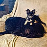 dog, chihuahua, small_dog, large_dog, sleeping, resting, blanket, indoor, pet, animal, cute, furry, companion, relaxing, black_dog, tan_and_black, fur, ears, paw, couch
