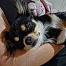 dog, sleeping, pet, small_dog, fur, closeup, cozy, resting, arm, hand, indoor, cute, snout, black_fur, white_fur, brown_fur, toy, plush_toy, nap, relaxation