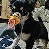 dog, chihuahua, pacifier, pet, indoor, living_room, furniture, person, paw, black_fur, tan_fur, cute, small_dog, ears, toy, carpet, couch, human_leg, relaxed, playful
