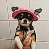 Bianca participe au concours pour gagner de l'argent avec cette photo : dog, puppy, chihuahua, hat, pink_hat, pet, small_dog, hand, holding, cute, animal, indoor, tile_wall, fur, ears, black_fur, white_fur, brown_fur, portrait, young