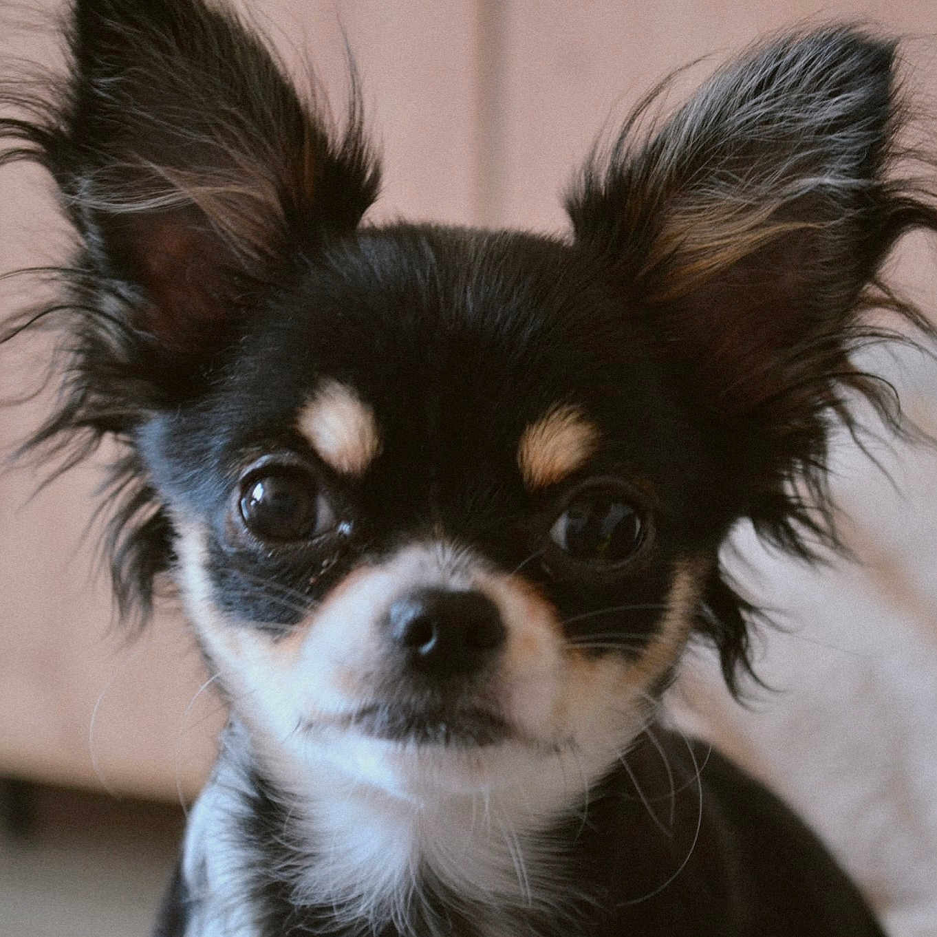 Bianca