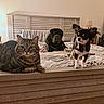 cat, dog, bed, bedroom, furniture, tabby_cat, small_dog, black_dog, pets, indoor, lamp, blanket, wooden_bedframe, resting, lying_down, standing, animal, fur, domestic_animal, home