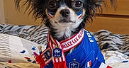 Bianca participe au concours pour gagner de l'argent avec cette photo : animal, bed, blanket, blue_jersey, chihuahua, costume, cute, decorations, dog, face_paint, flag, football, french_flag, hat, indoor, pet, portrait, scarf, small_dog, sports_fan