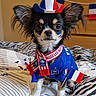 animal, bed, blanket, blue_jersey, chihuahua, costume, cute, decorations, dog, face_paint, flag, football, french_flag, hat, indoor, pet, portrait, scarf, small_dog, sports_fan