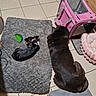 dog, pet, indoor, floor, mat, toy, carrier, bed, tile, resting, black_dog, small_dog, fur, sleeping, cozy, pink, gray, animal, domestic_animal, companion