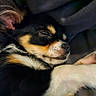 dog, sleeping, close_up, fur, black, white, tan, blanket, cozy, pet, cute, resting, animal, relaxed, paw, snout, indoors, soft, peaceful, companion