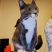 Aphrodite participe au concours pour gagner de l'argent avec cette photo : cat, couch, cozy, curious, domestic_animal, ears, feline, furniture, gray_cat, indoor, knitted_sweater, orange_box, pet, sitting, table, tail, wall, whiskers, white_chest, white_paws